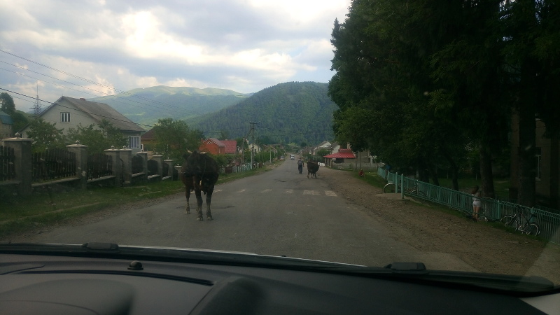 ukraine mit auto karpaten kuh auf strasse