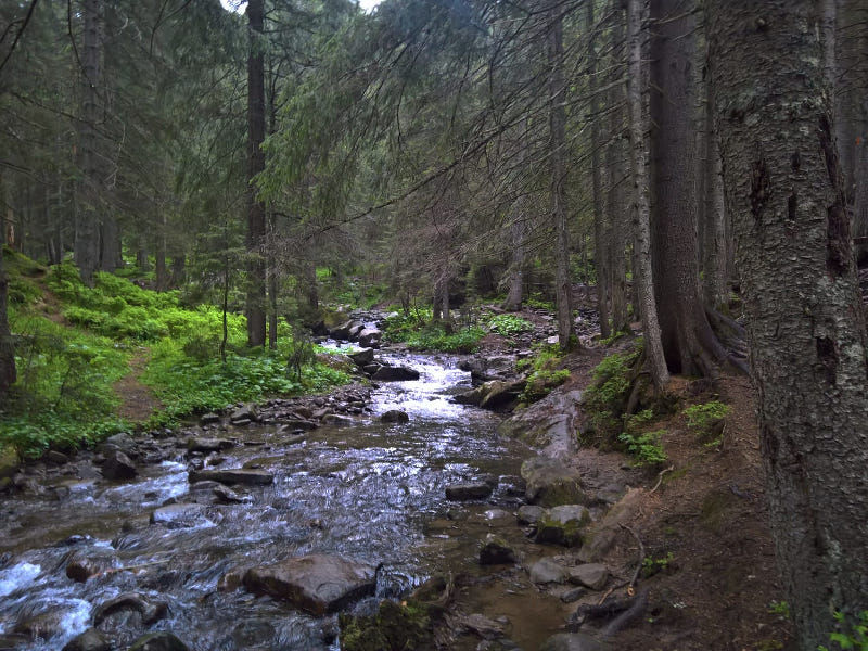 wald hoverla