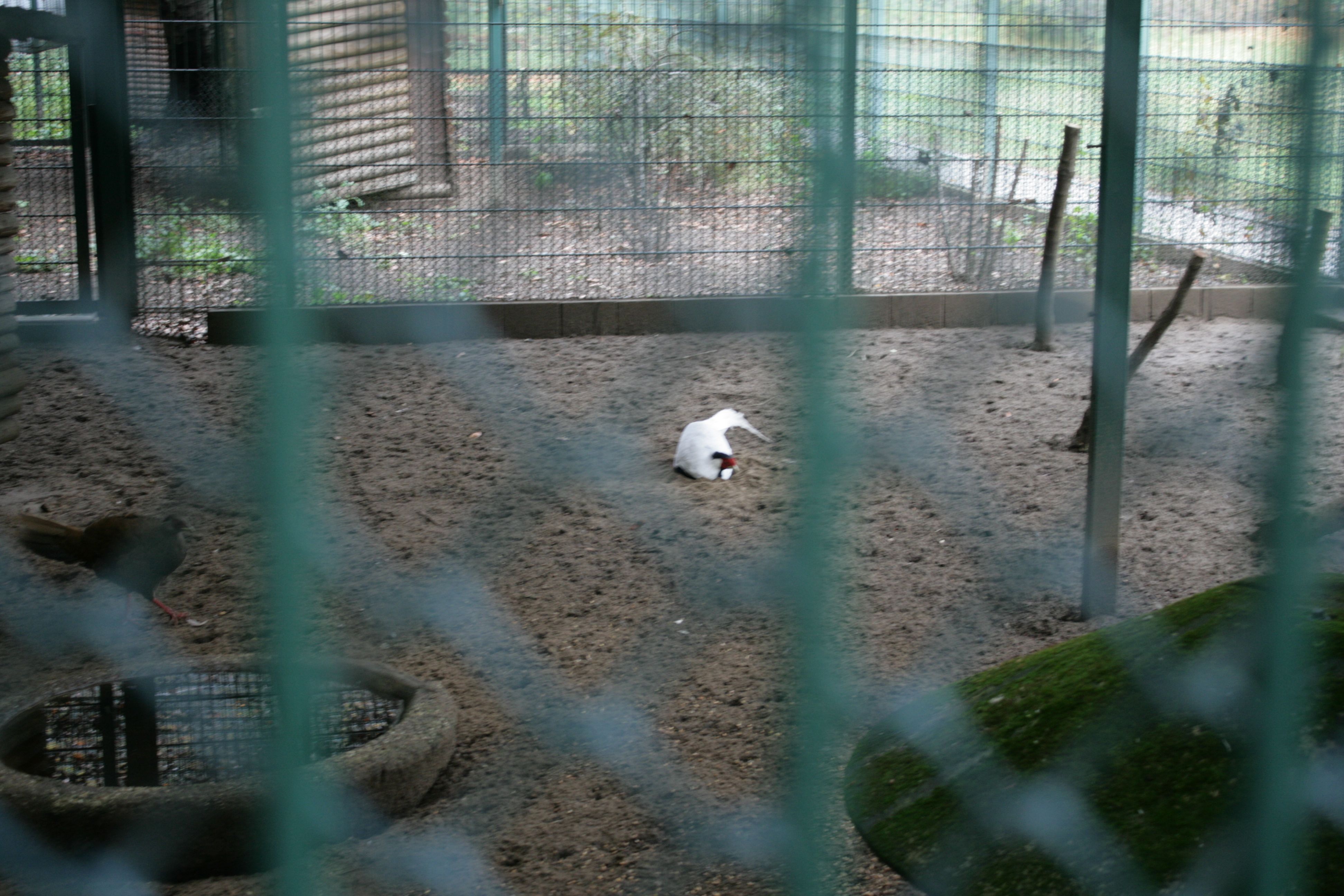 fasanengehege berlin rehberge fasan