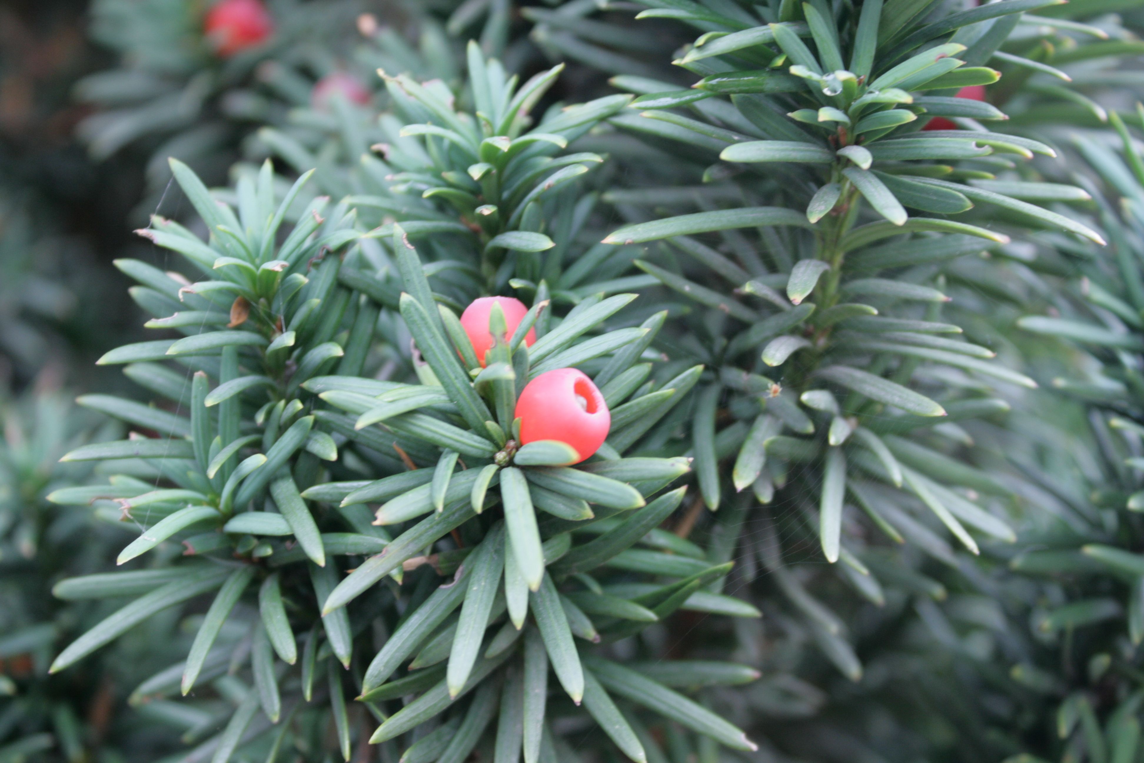 giftige beeren ploetzensee berlin