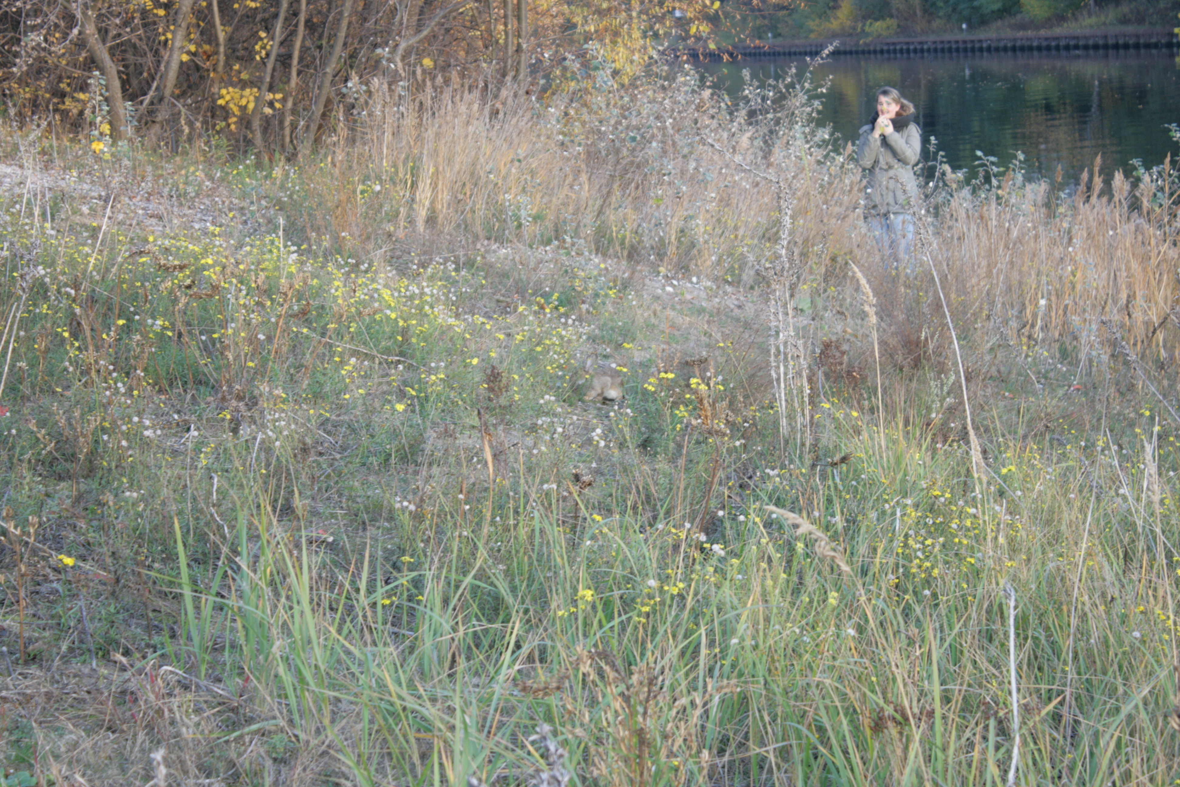 oh ein Kaninchen Freude