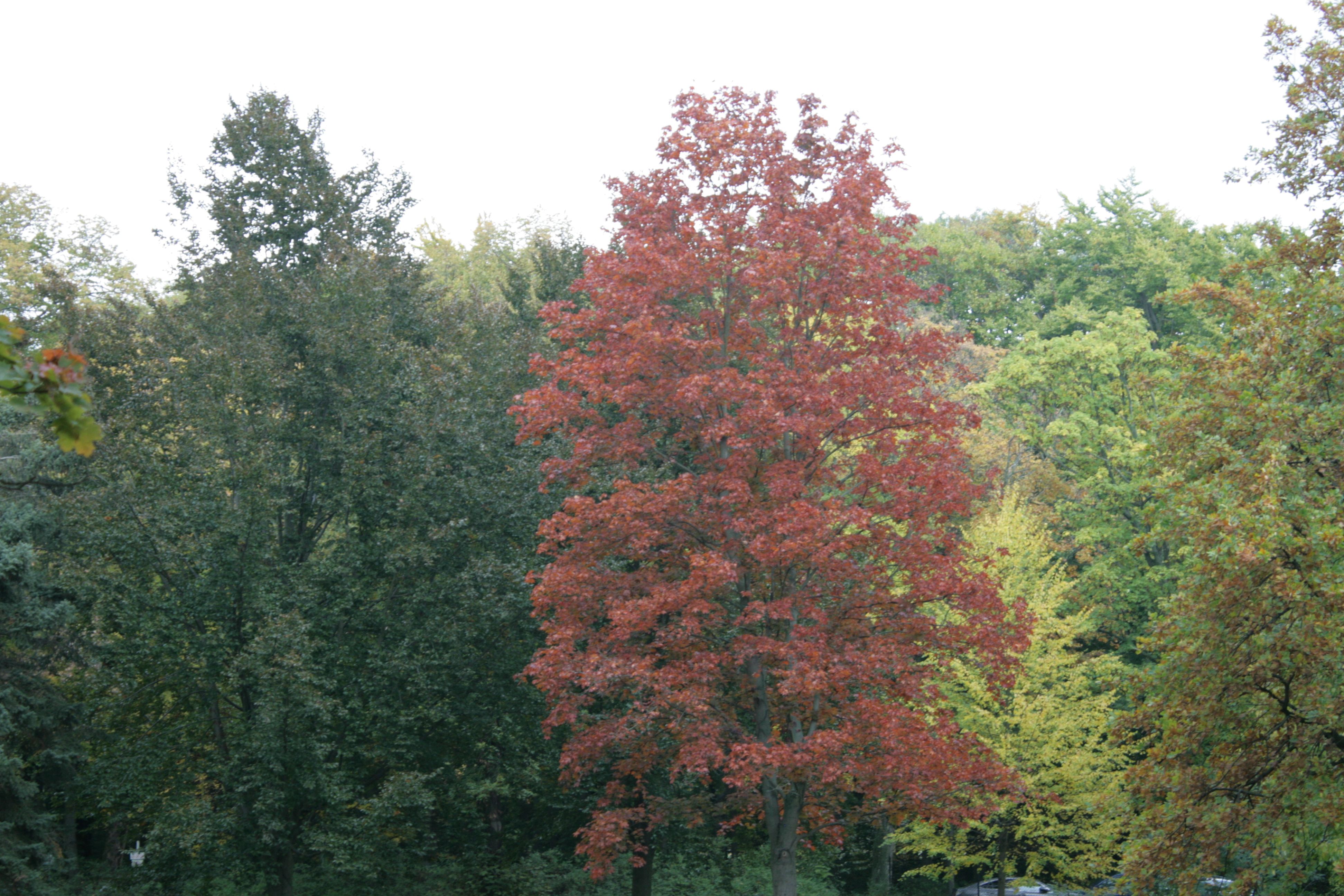 ploetzensee berlin bunte baeume herbst