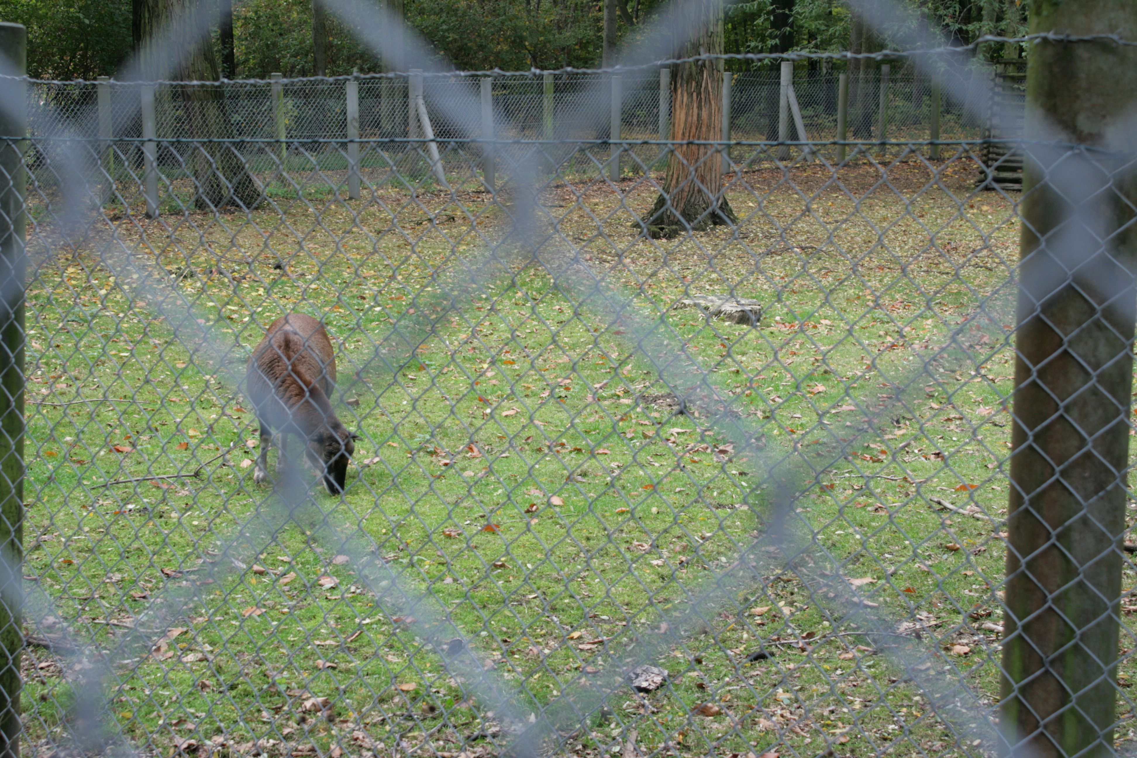 tiergehege ploetzensee rehberge berlin