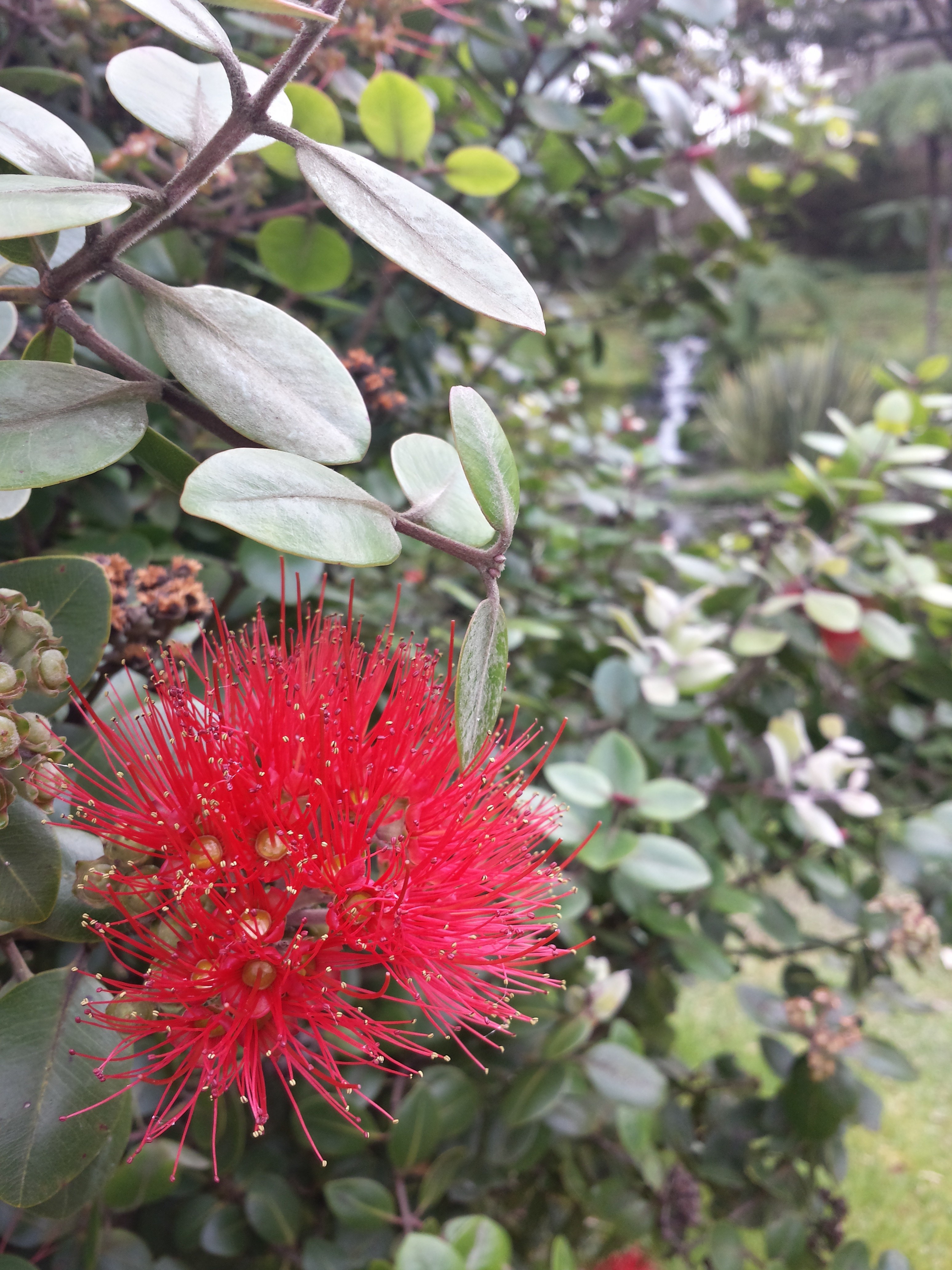 rote Blume im Park Terra Nostra