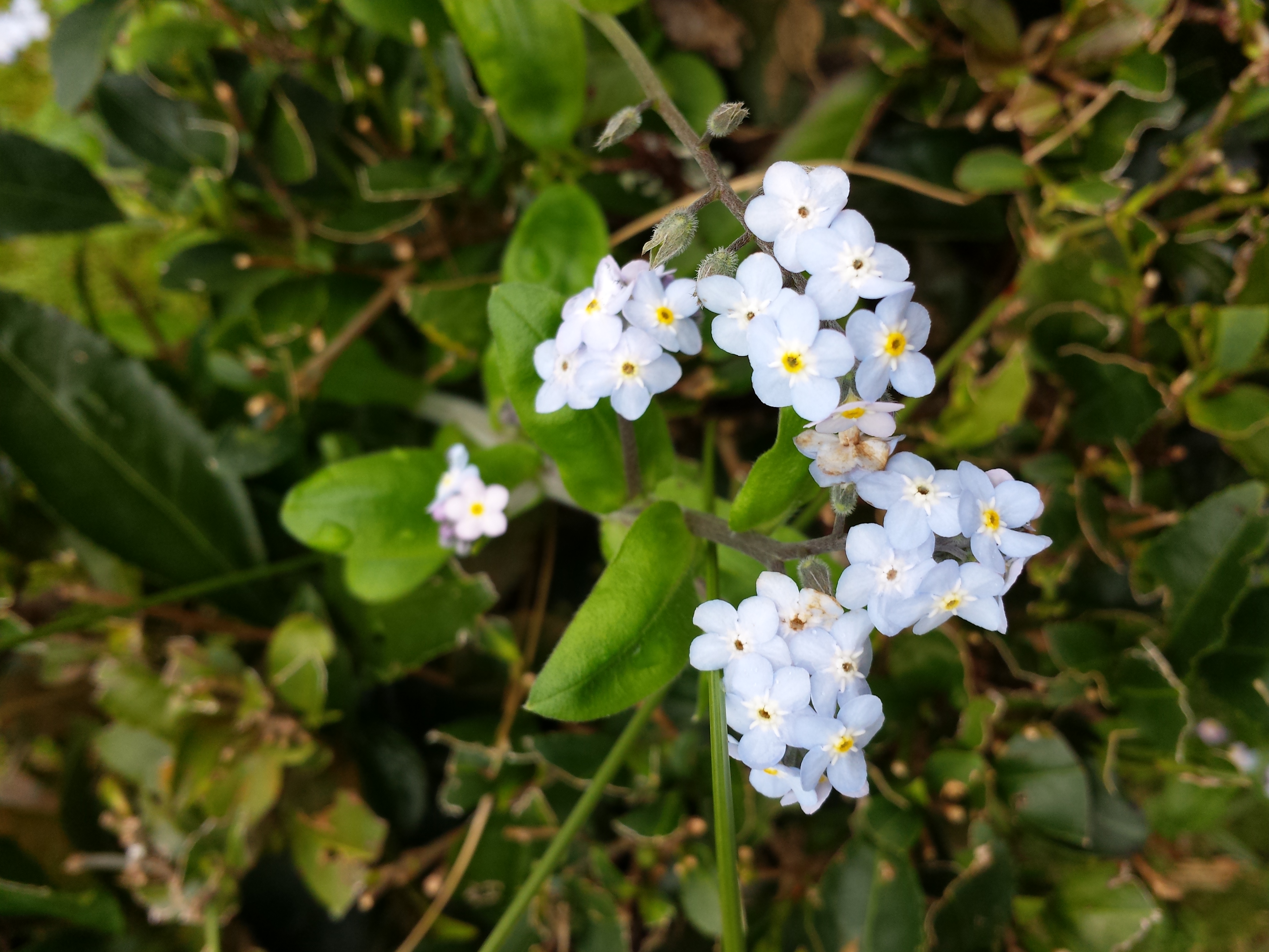 Vergissmeinnicht rote Blume im Park Terra Nostra