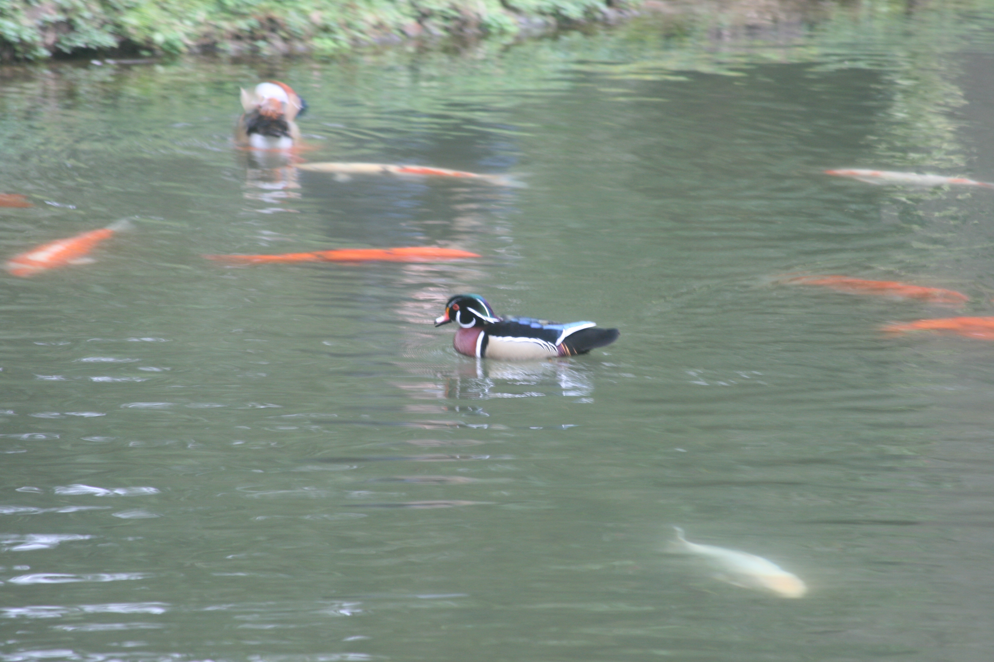 Enten und Goldfische rote Blume im Park Terra Nostra