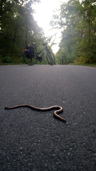 Radweg Berlin Rostock Blindschleiche auf Radweg