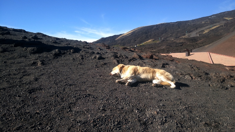 aetna catania siizilien hund auf lava